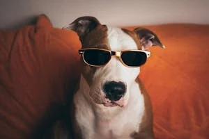 french-bulldog-summer-smile-joy-160846_003.jpeg