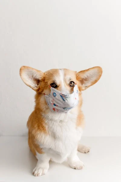 Makanan Anjing Chihuahua