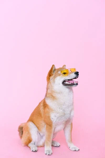Makanan Anjing Bolt
