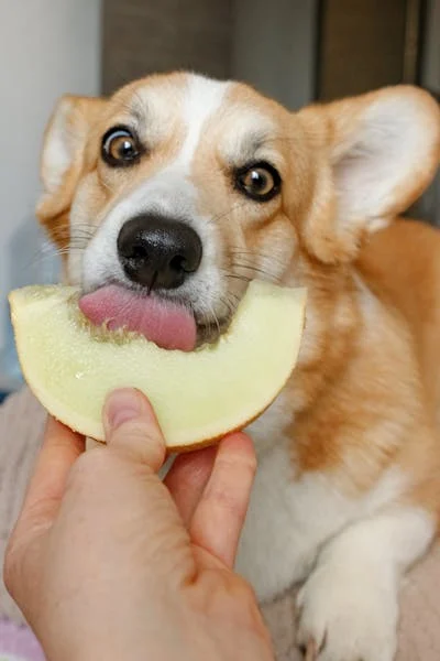 Snack Anjing