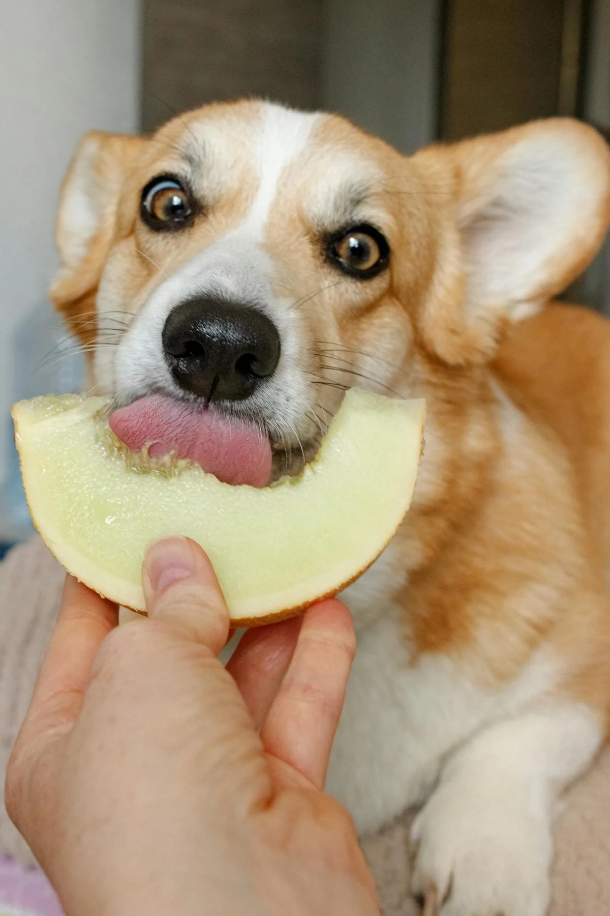 Makanan Anjing Di Alfamart