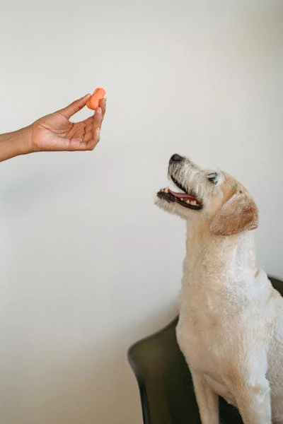 Dog Food Untuk Anjing Menyusui
