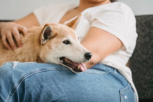 Kegunaan Royal Canin Gastro Intestinal