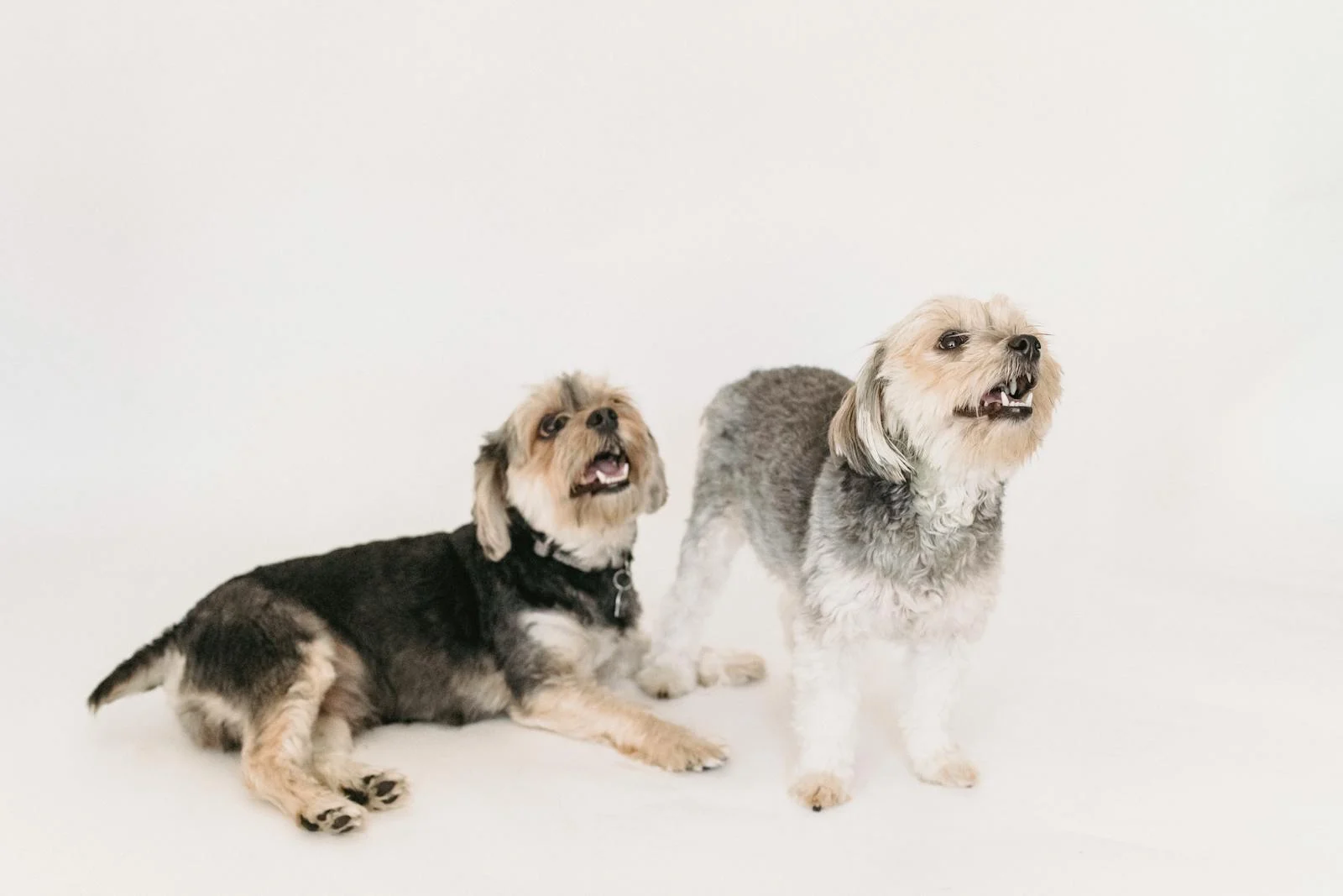 Royal Canin Gastro Intestinal Untuk Anjing