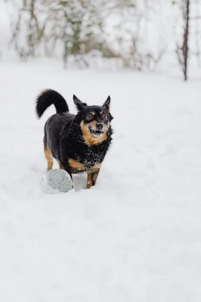 free-photo-of-funny-dog-standing-in-deep-snow-in-a-coni_003.jpeg