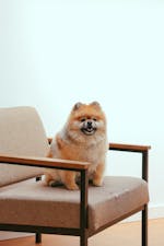 Kandungan Royal Canin Recovery