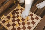 Makanan Anjing Kecil Sederhana